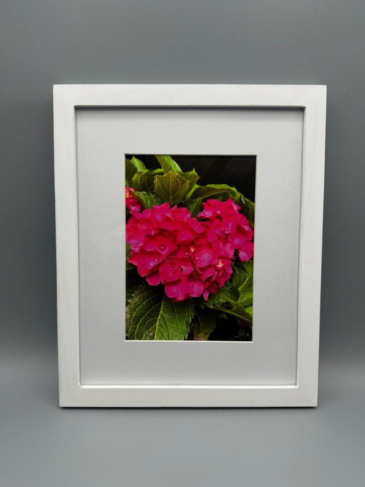 Fuschia Heart-Shaped Hydrangea -Framed Print