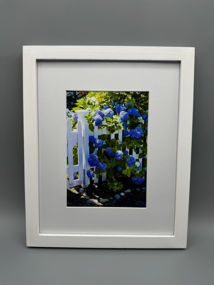 Hydrangea through the picket gate Framed Print