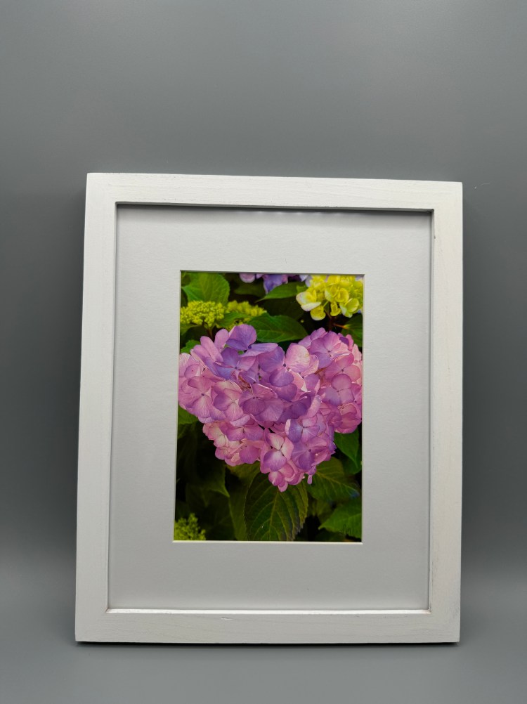 Pink Heart-Shaped Hydrangea -Framed Print