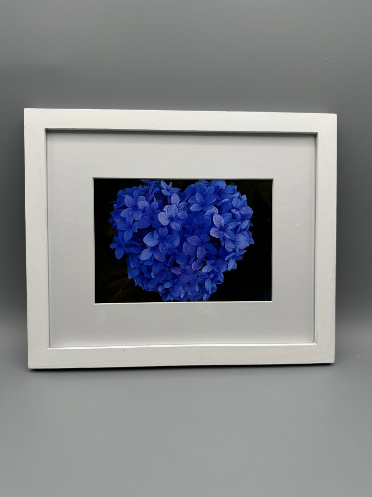 Deep Blue Heart-Shaped Hydrangea -Framed Print