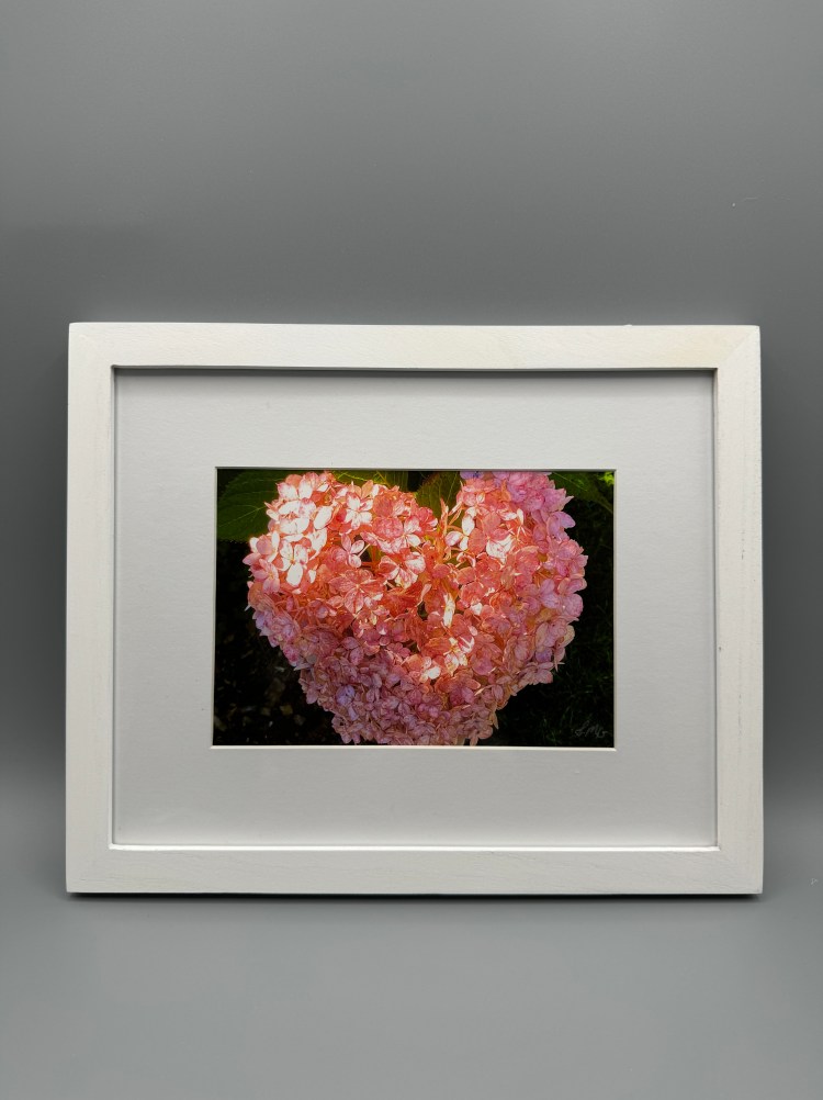 Pale Pink Heart-Shaped Hydrangea -Framed Print