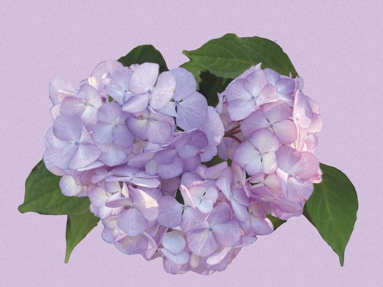 Note Card with Pale Pink & Mauve Hydrangea
