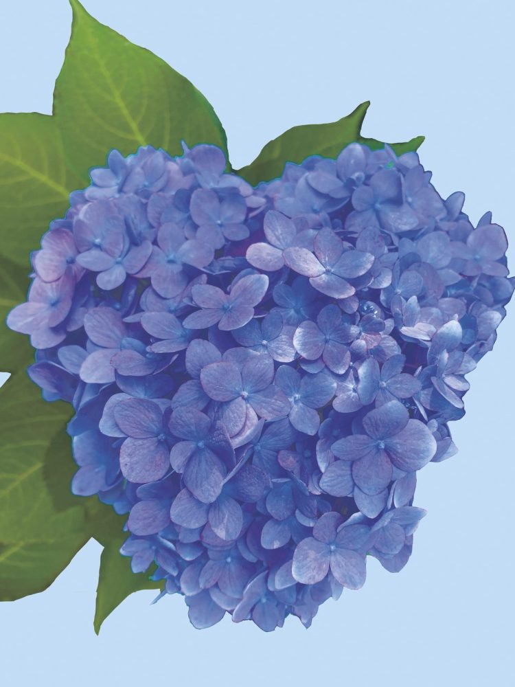 Note Card with Deep Blue Heart Shaped Hydrangea