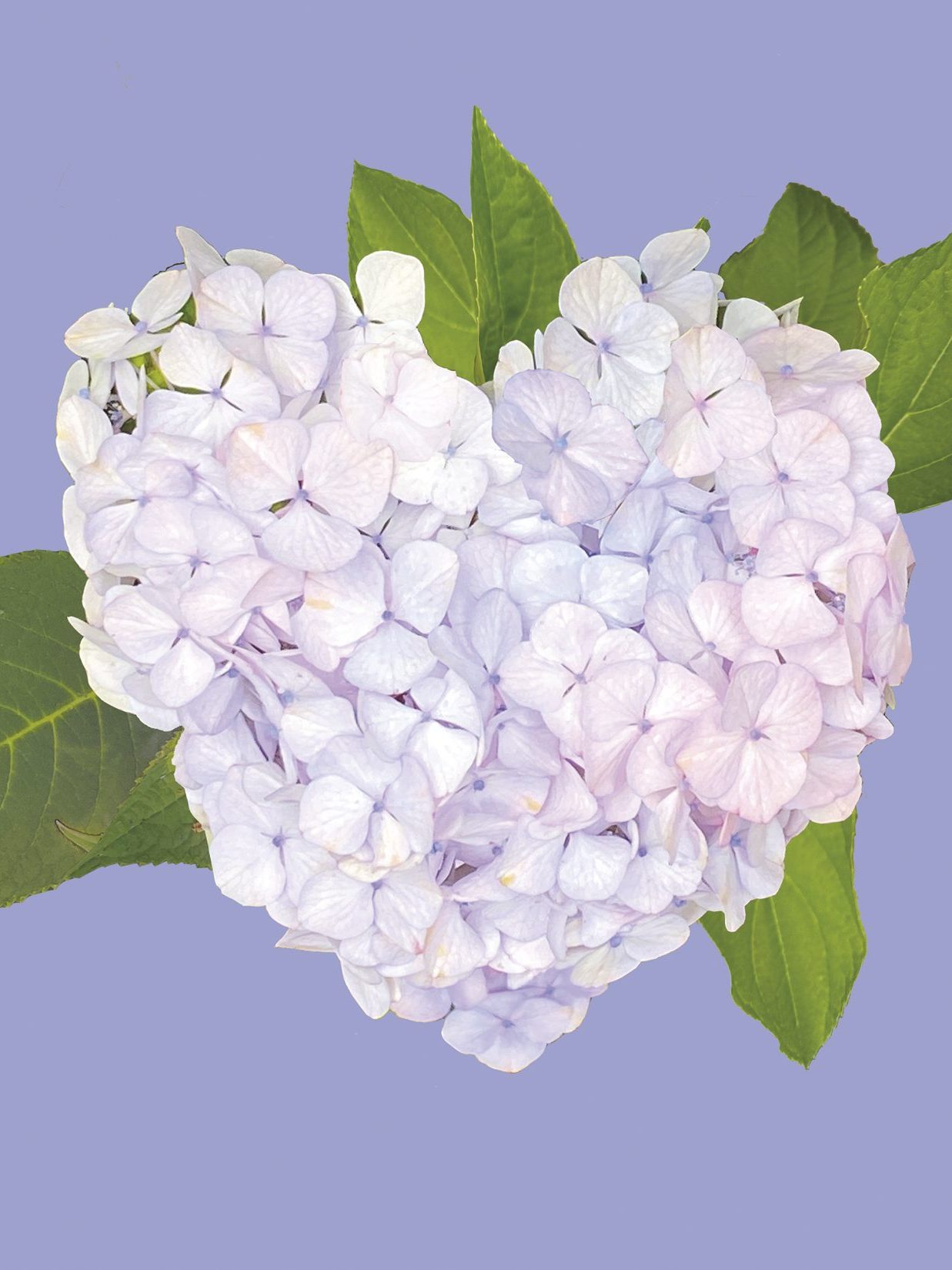 Note Card with Shades of Mauve & Pink Heart Shaped Hydrangea
