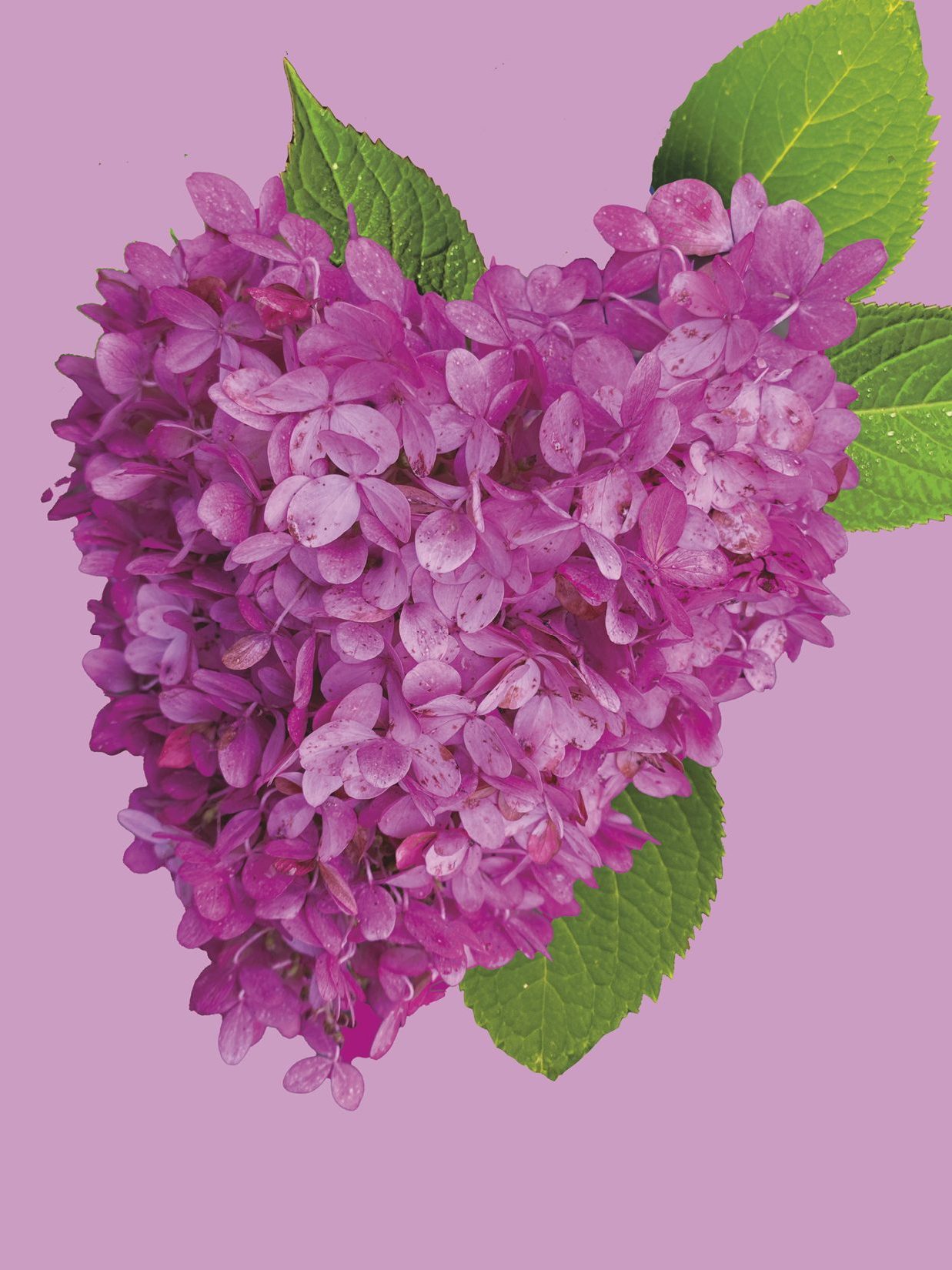 Note Card with Deep Pink Heart Shaped Hydrangea
