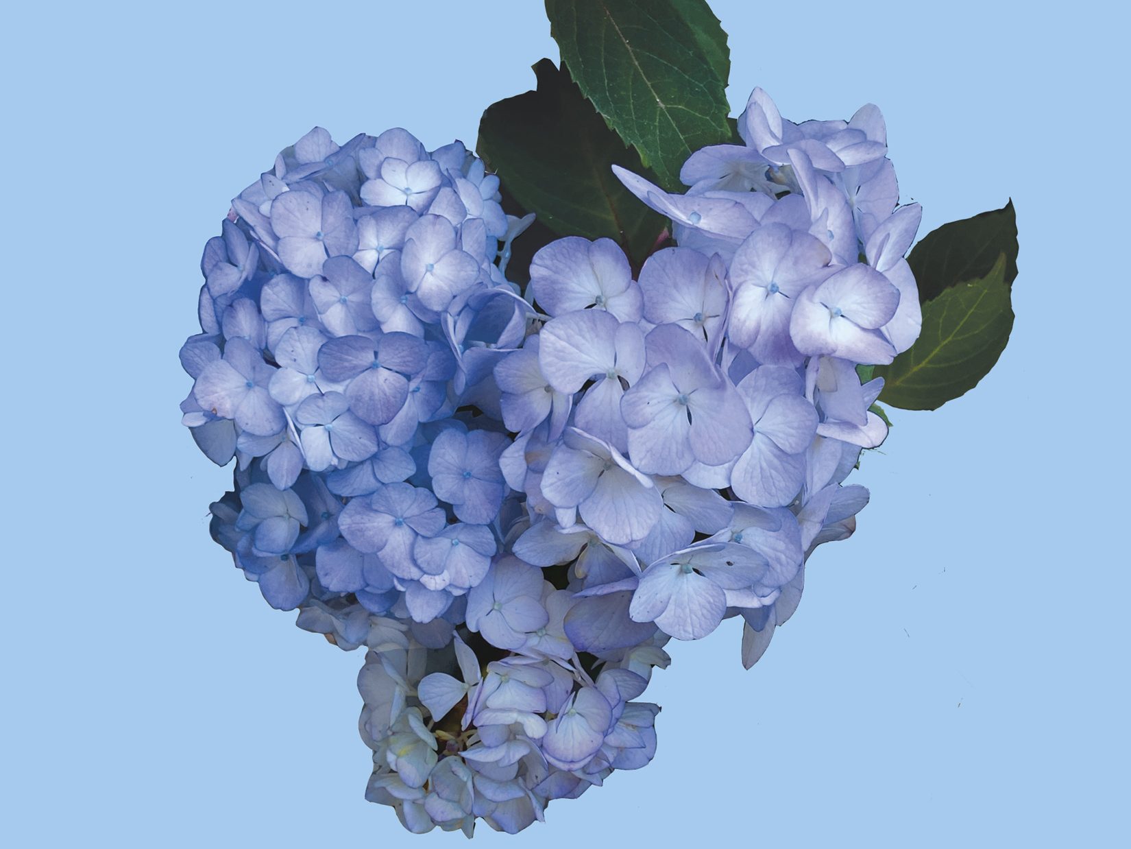 Shades of Blue Heart Shaped Hydrangea
